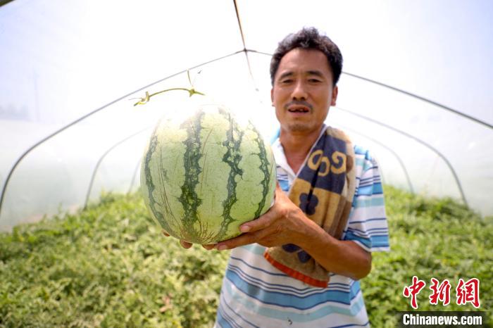 圖為霸州市揚(yáng)芬港鎮(zhèn)瓜農(nóng)展示豐收的西瓜?！≠Z珺 攝