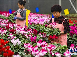 河北霸州：40萬盆鮮花扮靚京津兩節(jié)市場(chǎng)