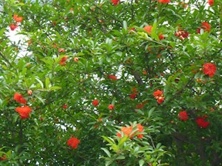 霸州一中高一高二年級(jí)順利返校，全面復(fù)學(xué)