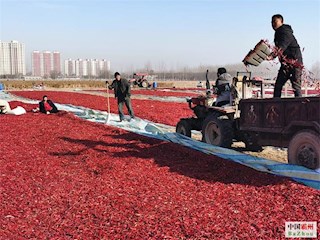 河北霸州：辣椒別樣紅、農(nóng)民笑開顏