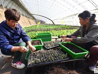 影像記錄丨河北廊坊霸州：統(tǒng)籌實(shí)施鄉(xiāng)村振興戰(zhàn)略，唱好村美民富歌