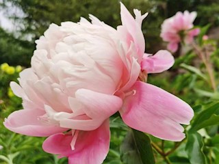 影像記錄丨河北廊坊霸州：百花爭艷，花開信安（一）