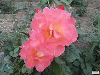 影像記錄丨河北廊坊霸州：百花爭艷，花開信安（二）
