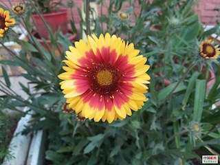 影像記錄丨河北廊坊霸州：百花爭艷，花開信安（三）