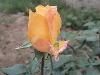 影像記錄丨河北廊坊霸州：百花爭艷 花開信安（四）
