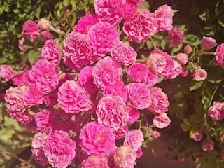 影像記錄丨河北廊坊霸州：百花爭(zhēng)艷花開(kāi)信安（五）
