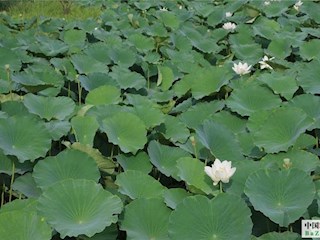影像記錄丨河北廊坊霸州：白荷臨風(fēng)立