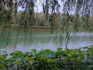 影像記錄丨河北廊坊霸州：牤牛河夏景之荷韻