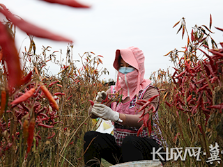 廊坊霸州：紅辣椒“點(diǎn)燃”紅日子（上）