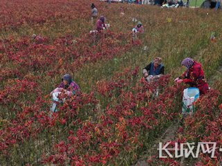 廊坊霸州：紅辣椒“點(diǎn)燃”紅日子（下）