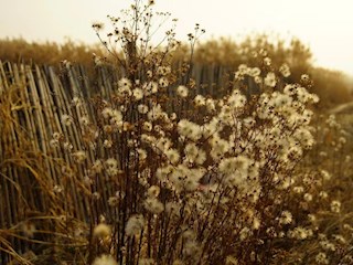 影像記錄丨河北廊坊霸州：朝花夕拾舊時(shí)光