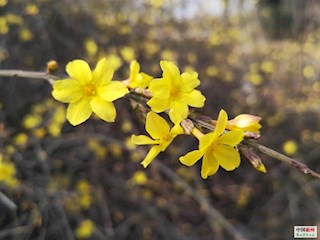 影像記錄丨河北廊坊霸州：農(nóng)民公園春景