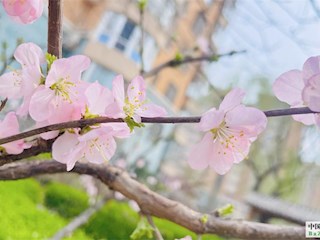 花開廊坊丨河北廊坊霸州：桃花朵朵惹人愛