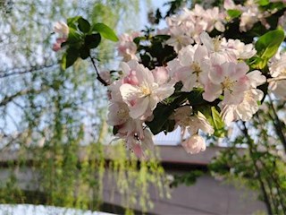 花開河北丨河北霸州：觀瀾橋畔觀春景