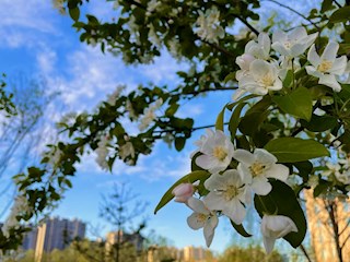 花開河北丨河北霸州：小城花兒美