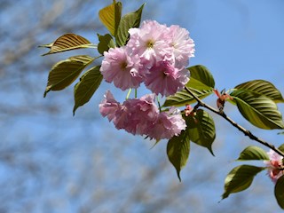 花開(kāi)河北丨河北霸州：校園花開(kāi)生機(jī)勃勃