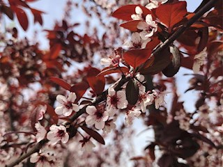花開(kāi)河北丨河北霸州：花兒朵朵