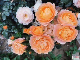 花開(kāi)河北丨河北霸州：似初夏贊歌的月季花開(kāi)