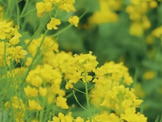 花開(kāi)河北丨河北霸州：千畝油菜花競(jìng)相綻放