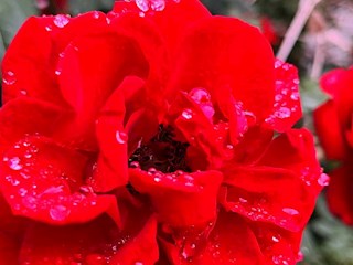 花開(kāi)河北丨河北霸州：月季花開(kāi)扮美校園