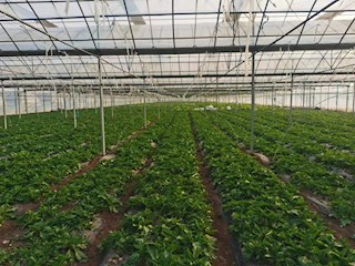 河北霸州：依托精品蔬菜種植助力產(chǎn)業(yè)發(fā)展
