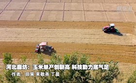 河北廊坊：玉米單產(chǎn)創(chuàng)新高 科技助力底氣足