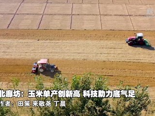 河北廊坊：玉米單產(chǎn)創(chuàng)新高 科技助力底氣足