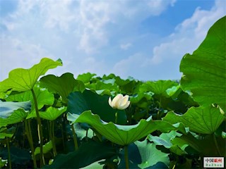 河北廊坊霸州：百畝藕塘荷花開(kāi) 映襯鄉(xiāng)村美如畫(huà)