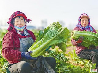 東楊莊大白菜 綠色A級(jí)暢銷粵港